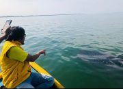 Ada Hiu Tutul di Pantai Bentar